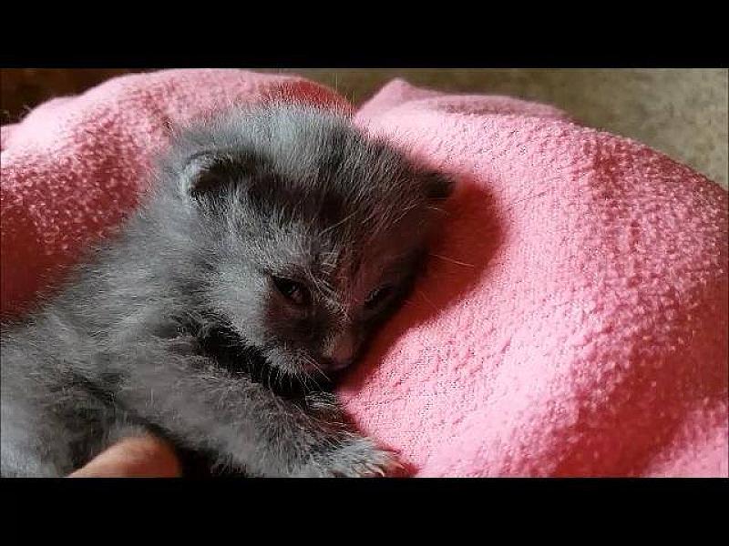 Kattenpraat