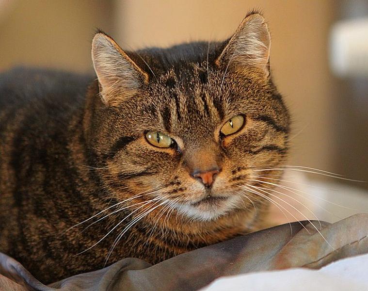 Kattenpraat