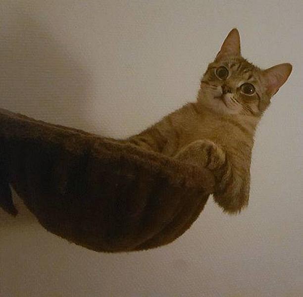 Kattenpraat