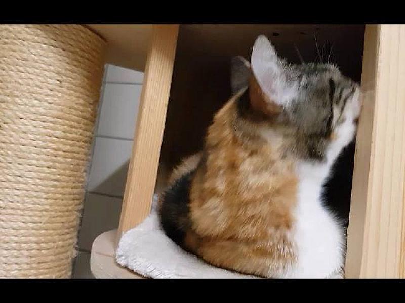 Kattenpraat