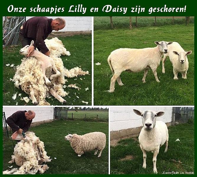 Kattenpraat