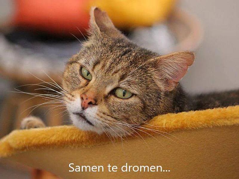 Kattenpraat