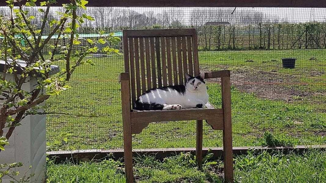 Kattenpraat