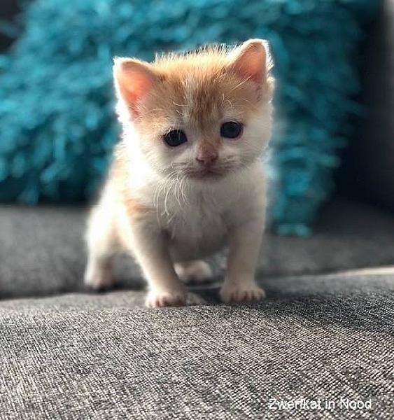 Kattenpraat