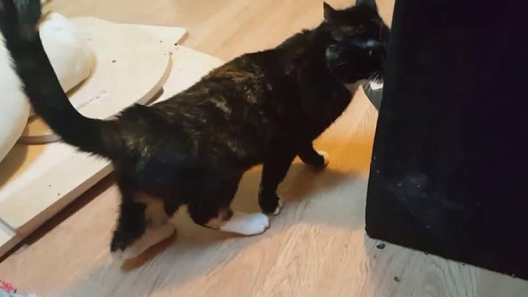 Kattenpraat