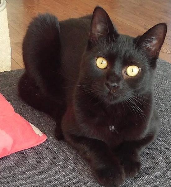 Kattenpraat