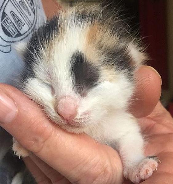 Kattenpraat