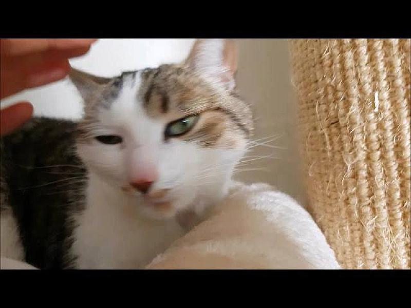 Kattenpraat