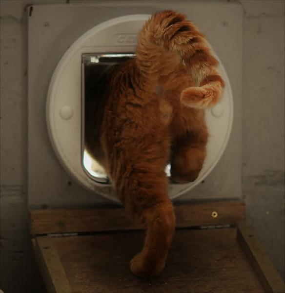 Kattenpraat