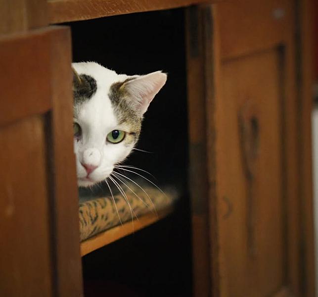 Kattenpraat