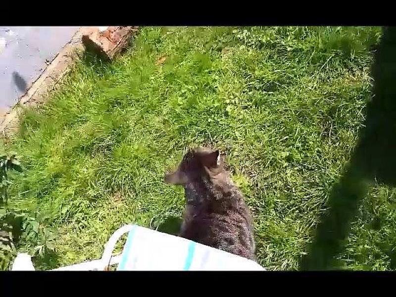 Kattenpraat