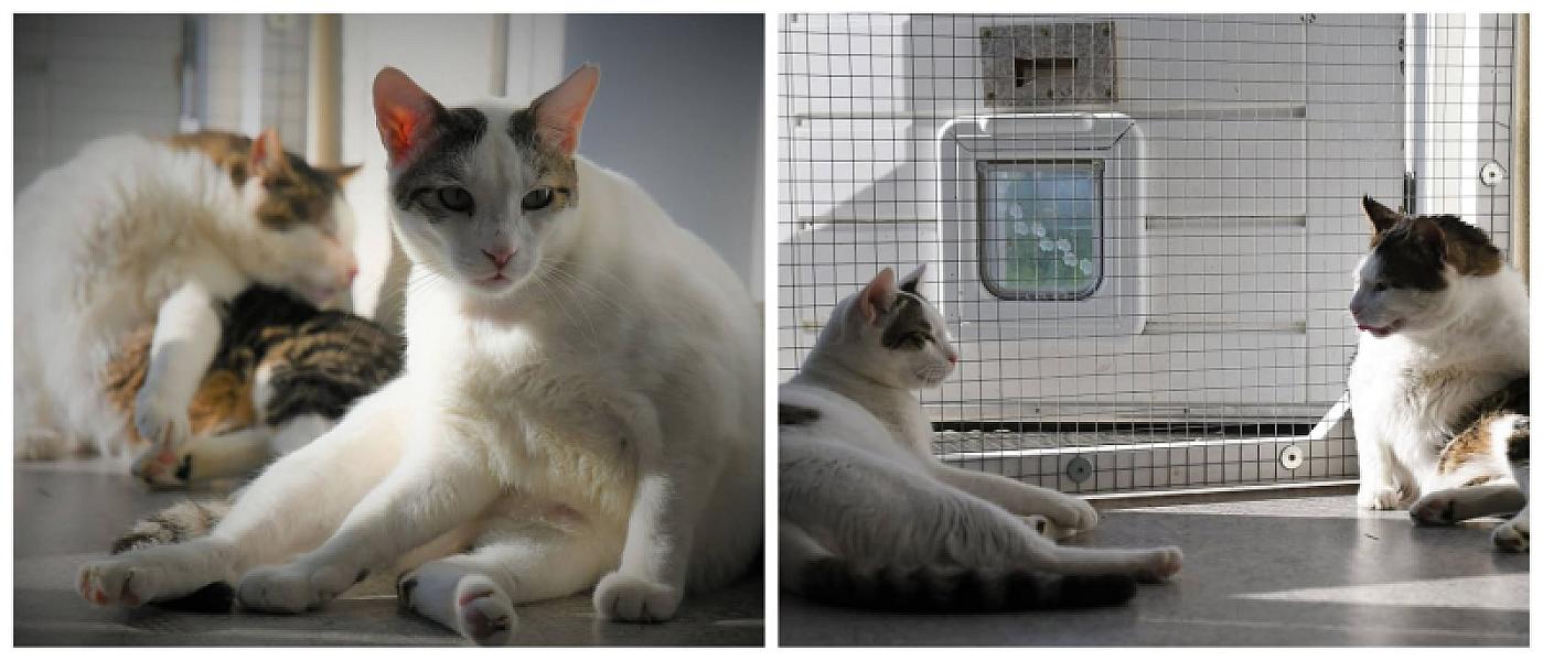 Kattenpraat