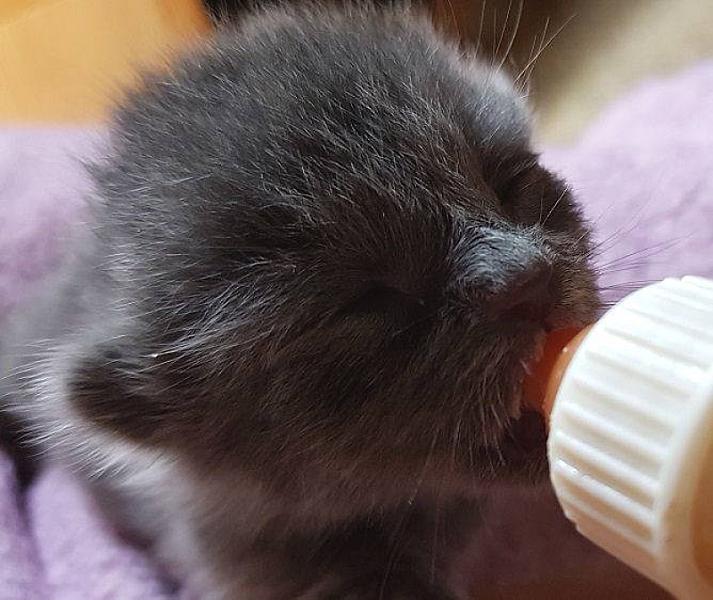 Kattenpraat