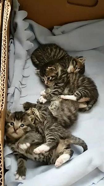 Kattenpraat