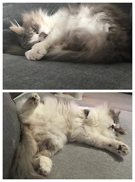 Kattenpraat