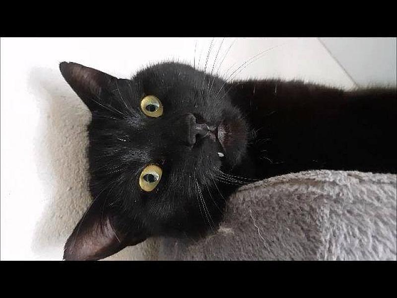 Kattenpraat