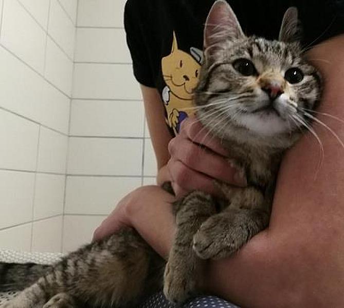 Kattenpraat