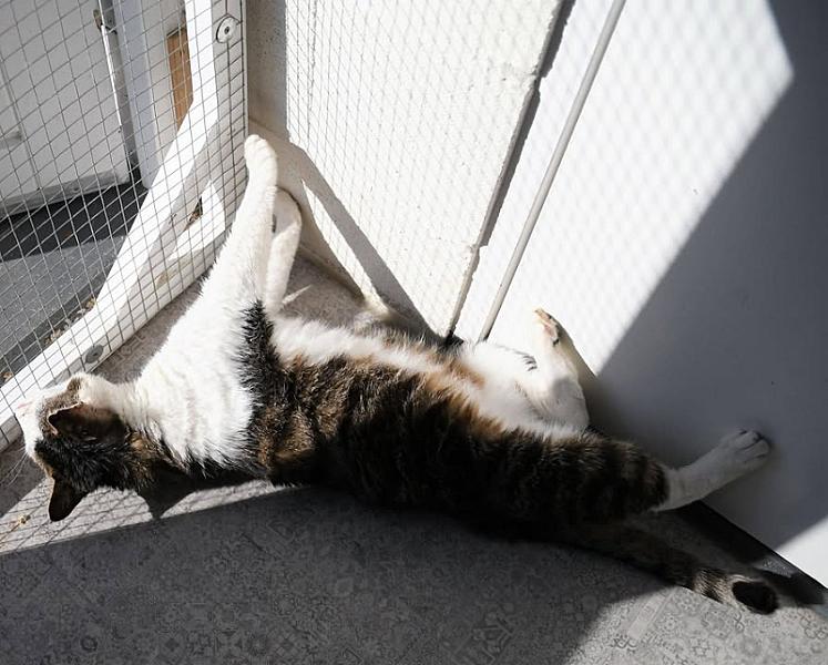 Kattenpraat