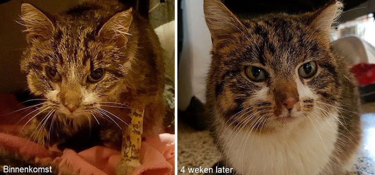 Kattenpraat
