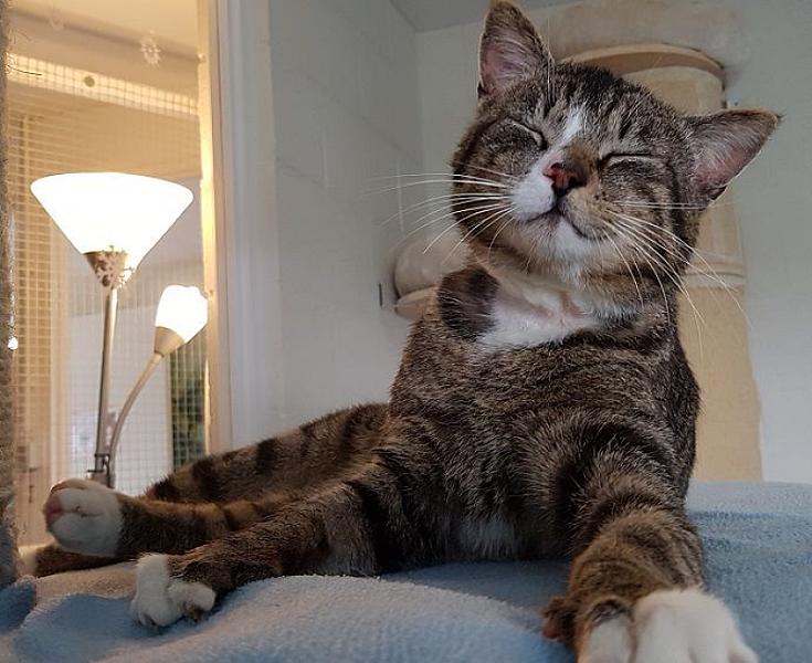 Kattenpraat