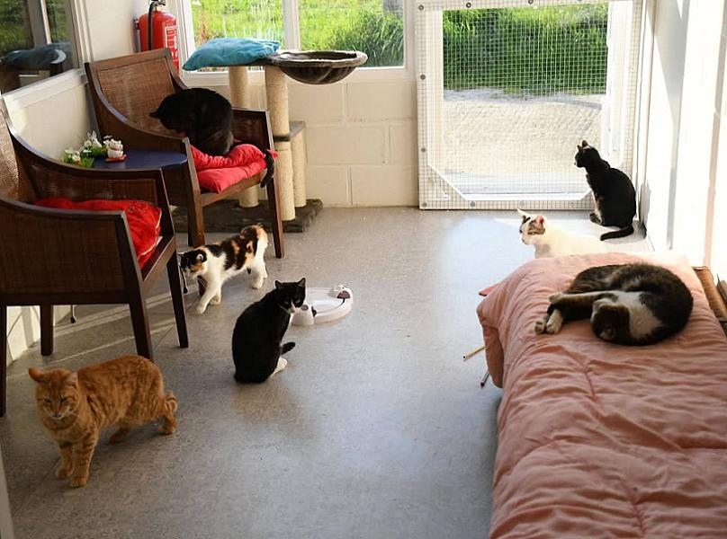 Kattenpraat