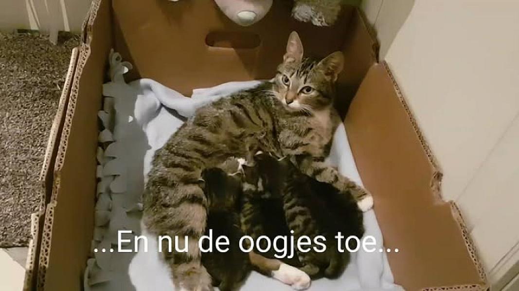 Kattenpraat