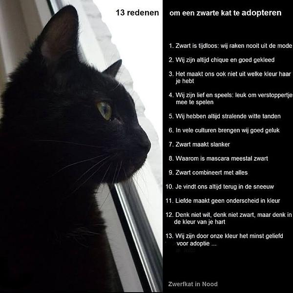 Kattenpraat