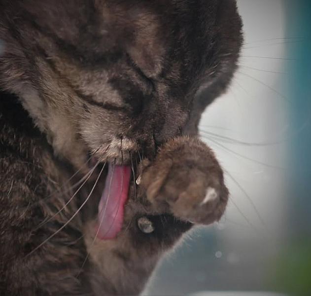 Kattenpraat