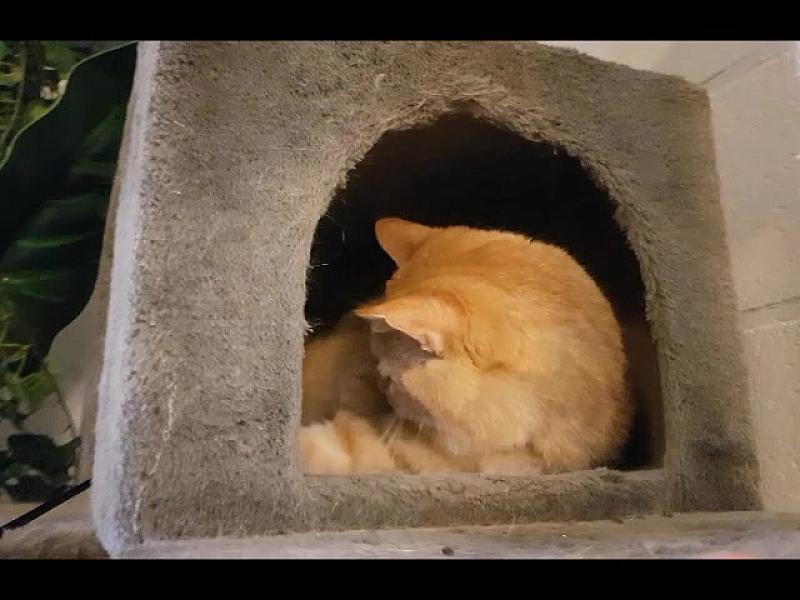 Kattenpraat