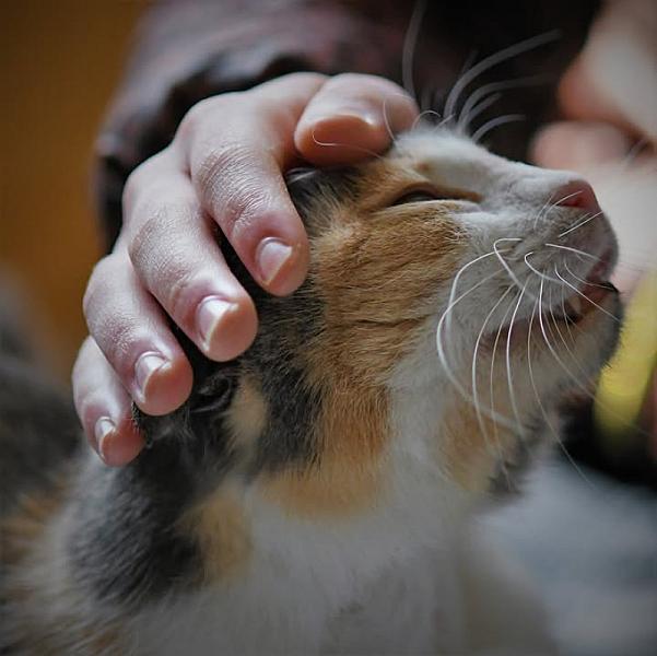 Kattenpraat