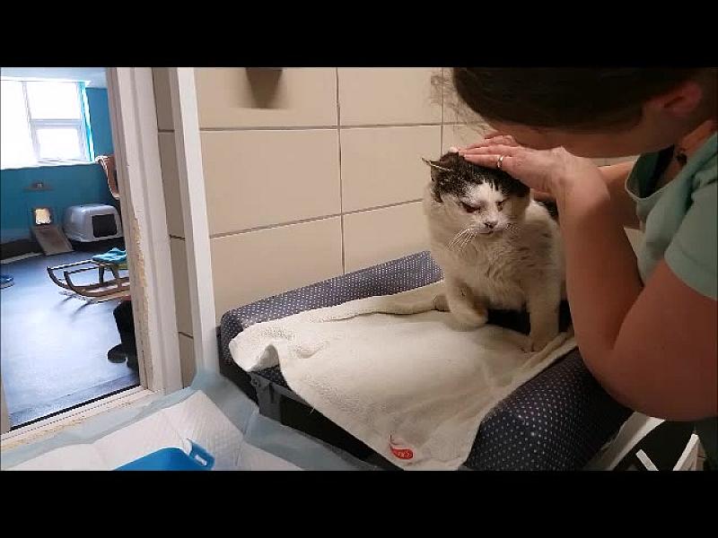 Kattenpraat