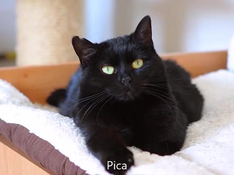 Kattenpraat