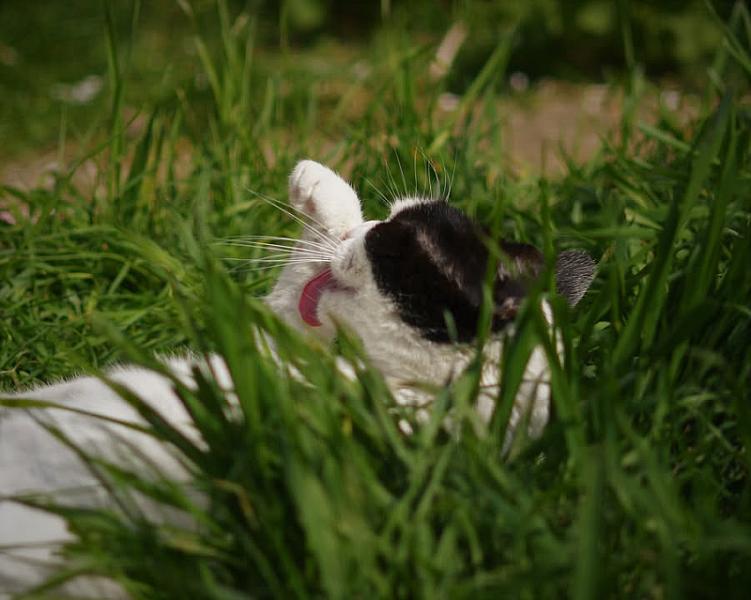 Kattenpraat