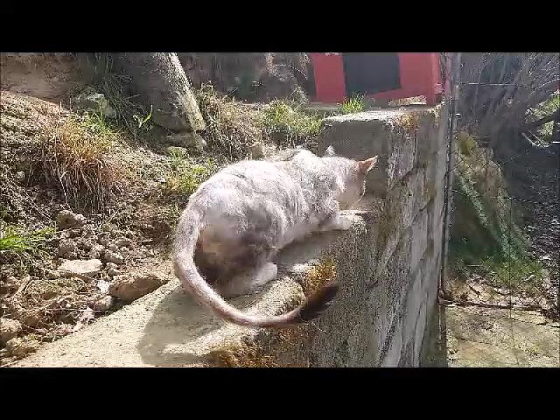 Kattenpraat