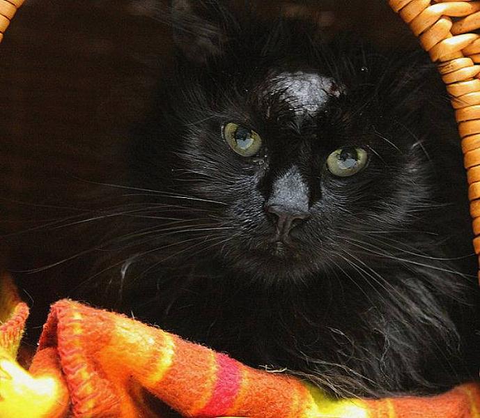 Kattenpraat