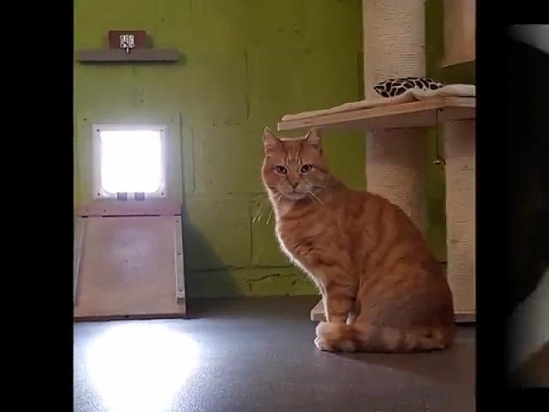 Kattenpraat