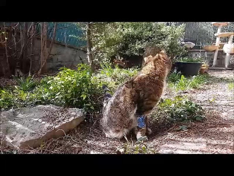 Kattenpraat