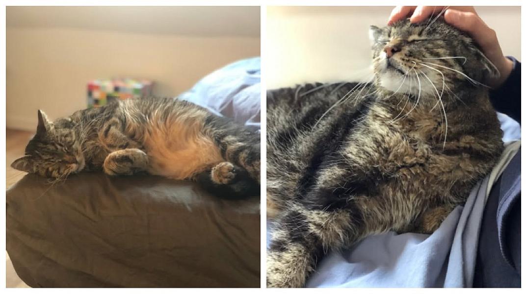 Kattenpraat