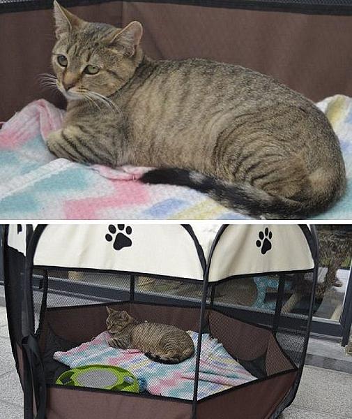 Kattenpraat