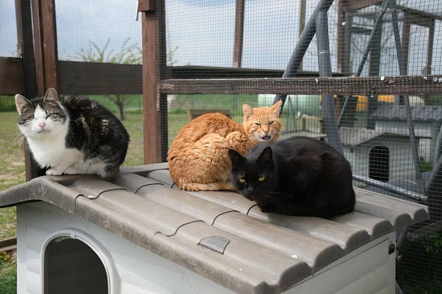 Kattenpraat