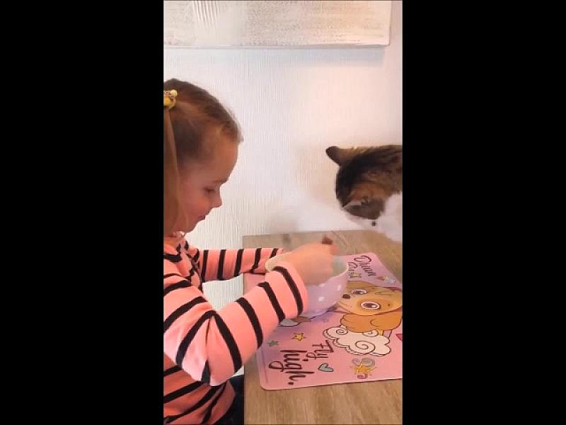 Kattenpraat