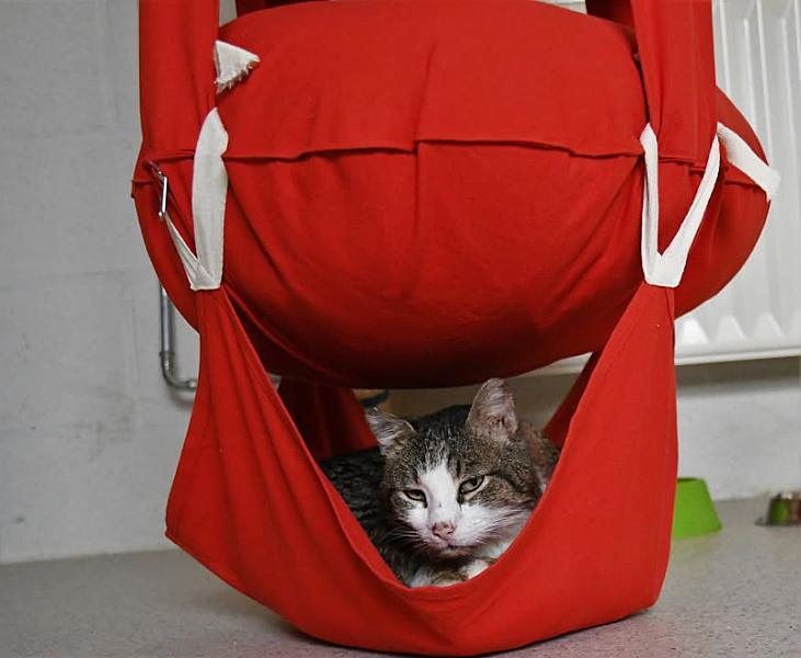 Kattenpraat