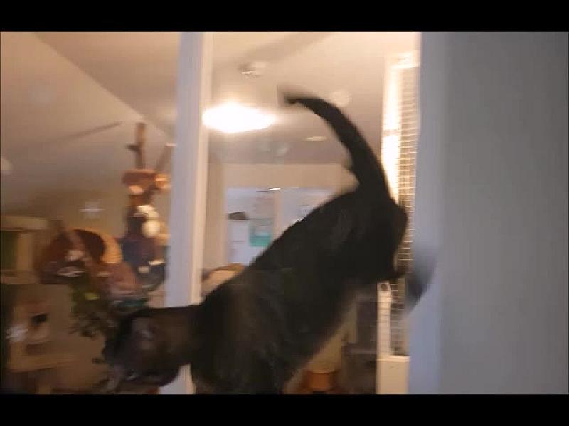 Kattenpraat