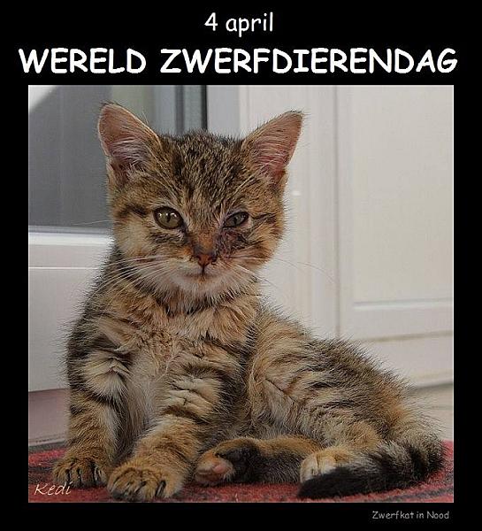 Kattenpraat