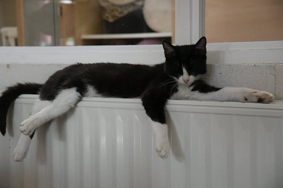 Kattenpraat