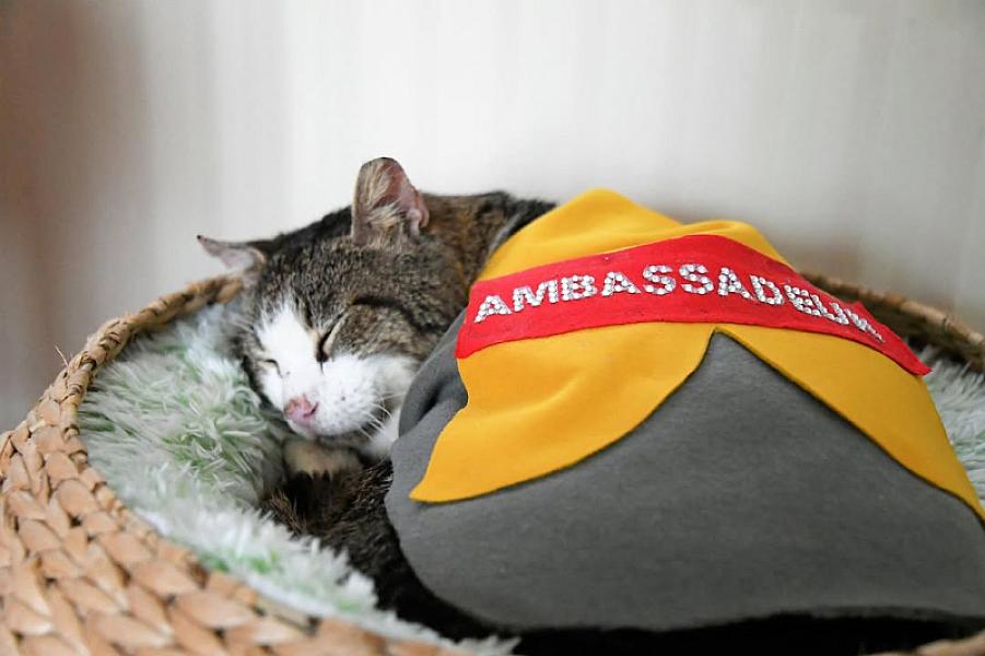 Kattenpraat