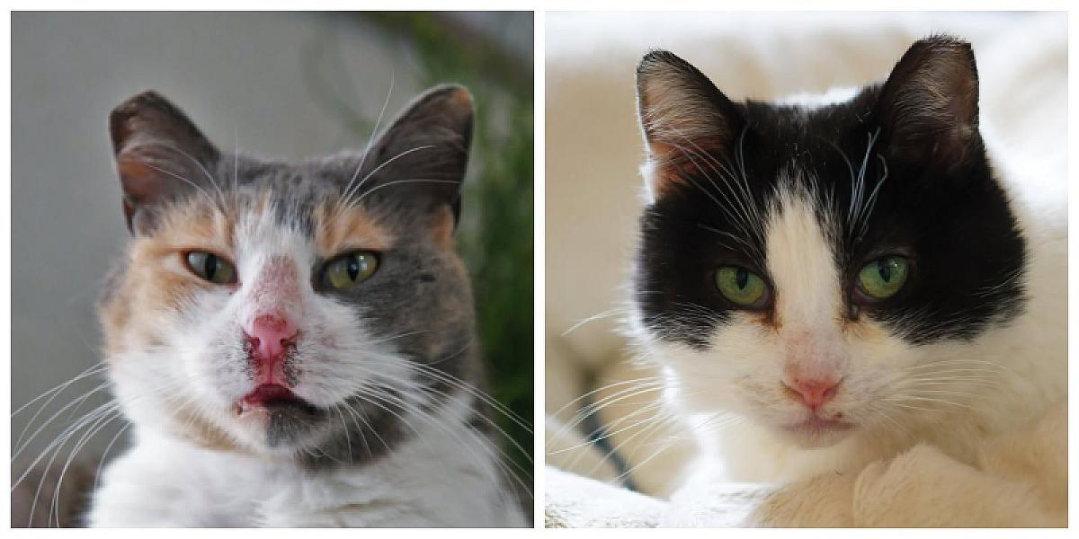 Kattenpraat