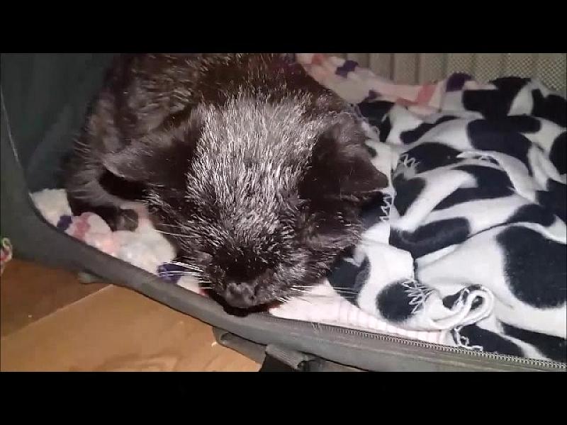 Kattenpraat