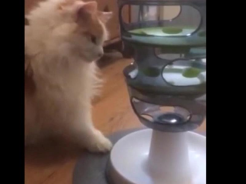 Kattenpraat