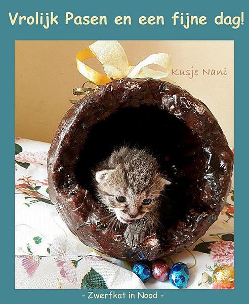 Kattenpraat